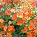 Annual Flowers Annual Flowers