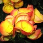 Reiger Begonia Reiger Begonia