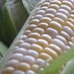 corn
