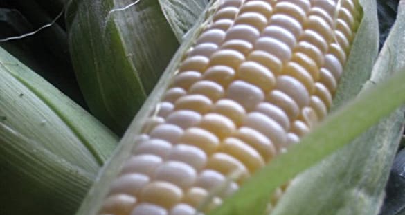Corn