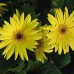 Gerbera Daisy Gerbera Daisy