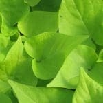 Sweet Potato Vine Sweet Potato Vine