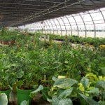 Perennials Perennials
