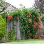 Vine-Trumpet-Creeper Vine-Trumpet-Creeper