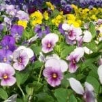 pansies pansies