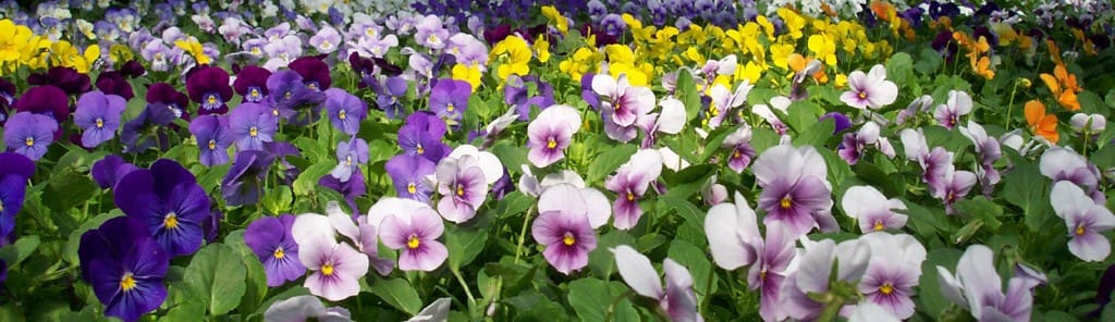 pansies pansies