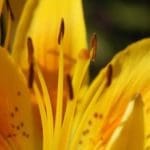 perennials perennials