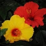 tropicals tropicals