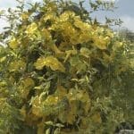 yellow trumpet vine yellow trumpet vine