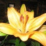Asiatic Lily Asiatic Lily