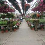 Pahl's Greenhouse
