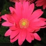 Pahl's Gerbera 