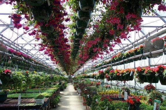 Fuscia HB row