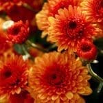 Pahl's Mums