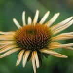 Echinacea Echinacea