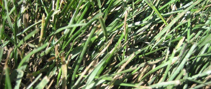 Autumn Lawn Care 10-20-10 002