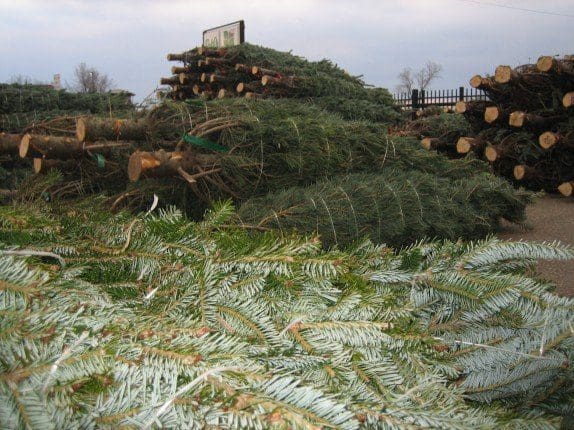 Fresh Cut Christmas Trees