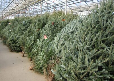 Picking the Perfect Christmas Tree