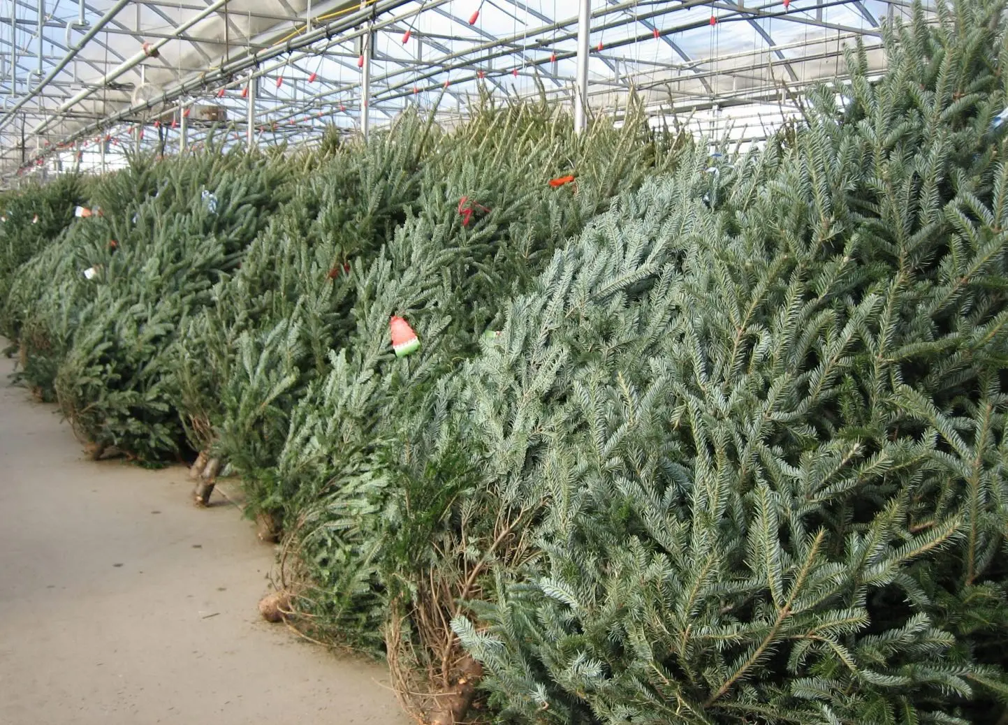 Picking the Perfect Christmas Tree
