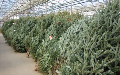 Fresh Cut Christmas Trees
