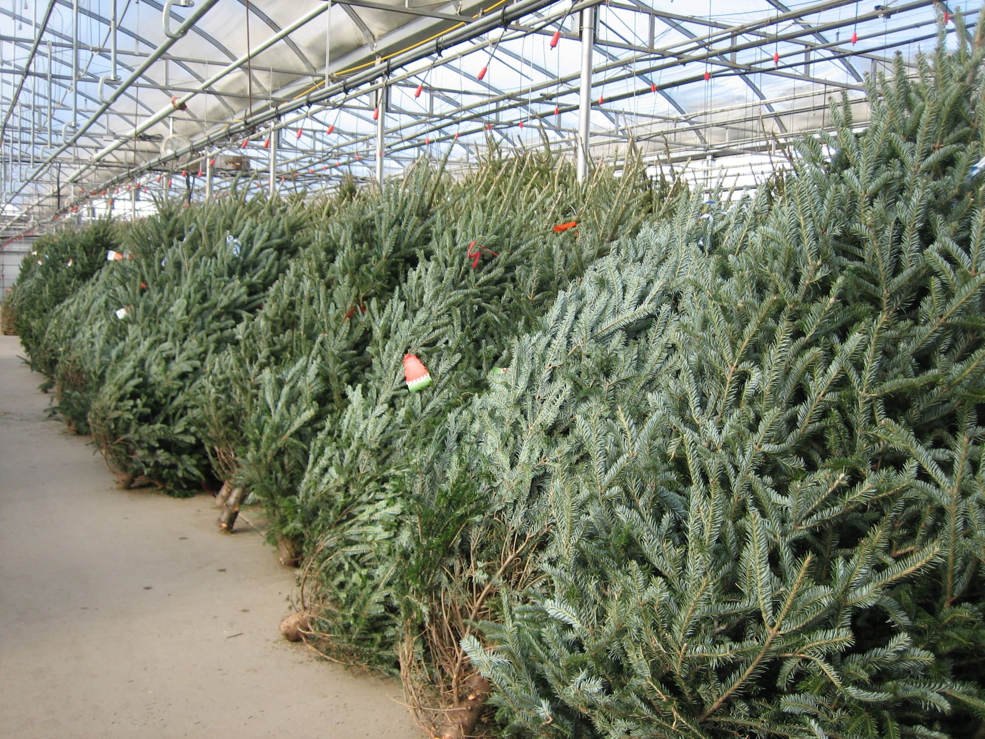 Pahl's Real Christmas Trees