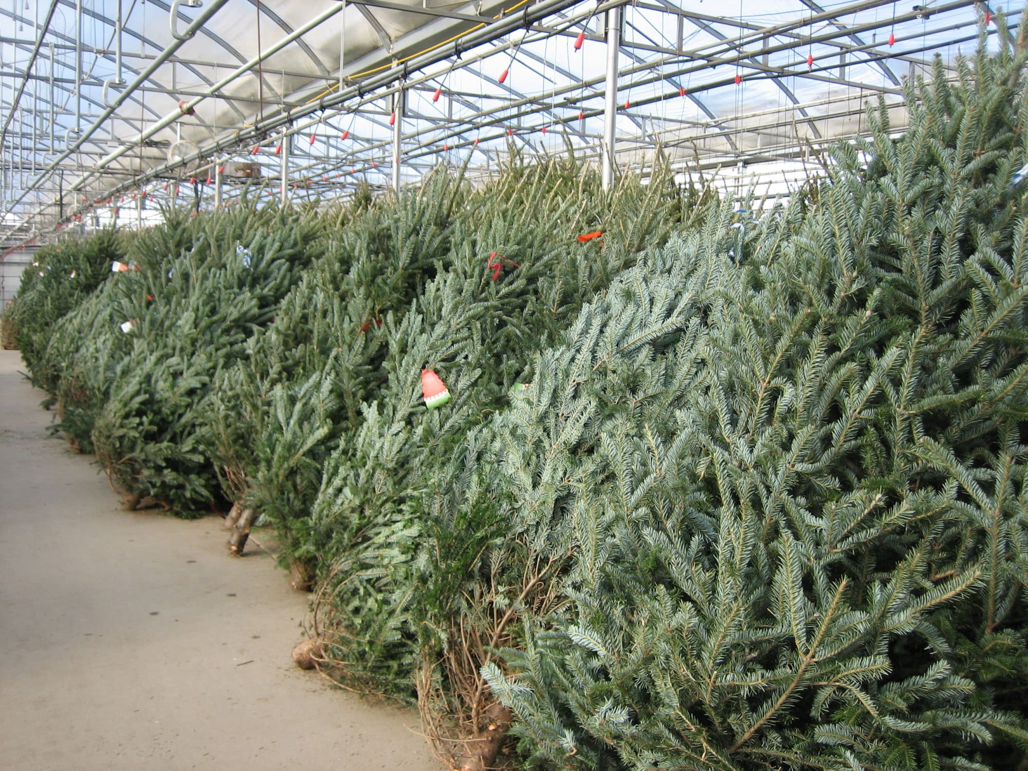 Fresh Cut Christmas Trees