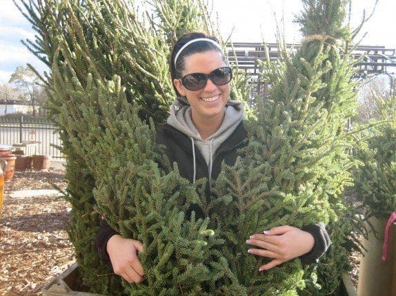 Spruce Tips now available at Pahls