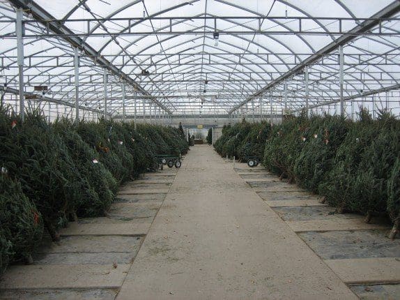 Pahl's Christmas Trees