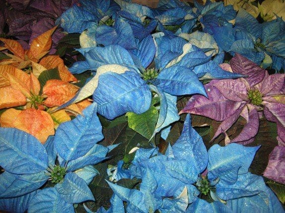 Pahls Poinsettias