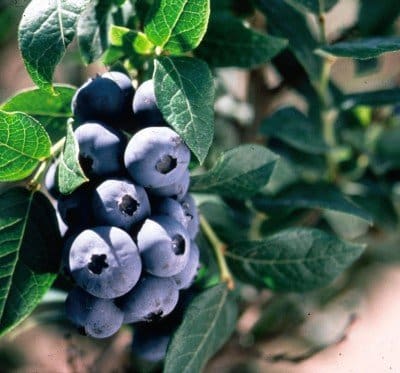 Pahl's Chippewa Blueberry