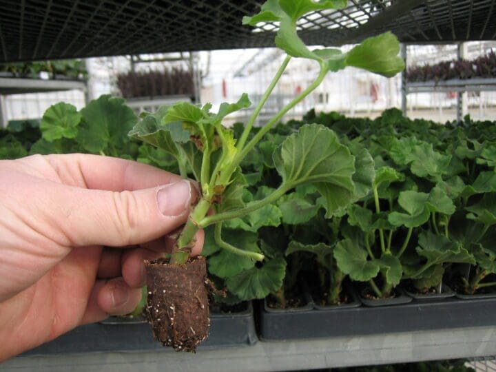 First plant plugs of the season have arrived! Pahl's Market Apple