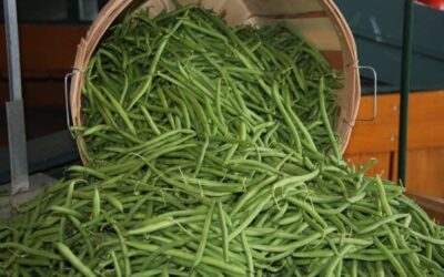 Harvest Event – Green Bean Pick
