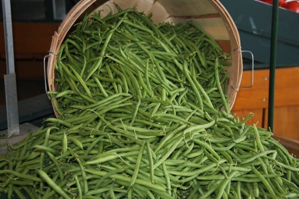 Harvest Event – Green Bean Pick