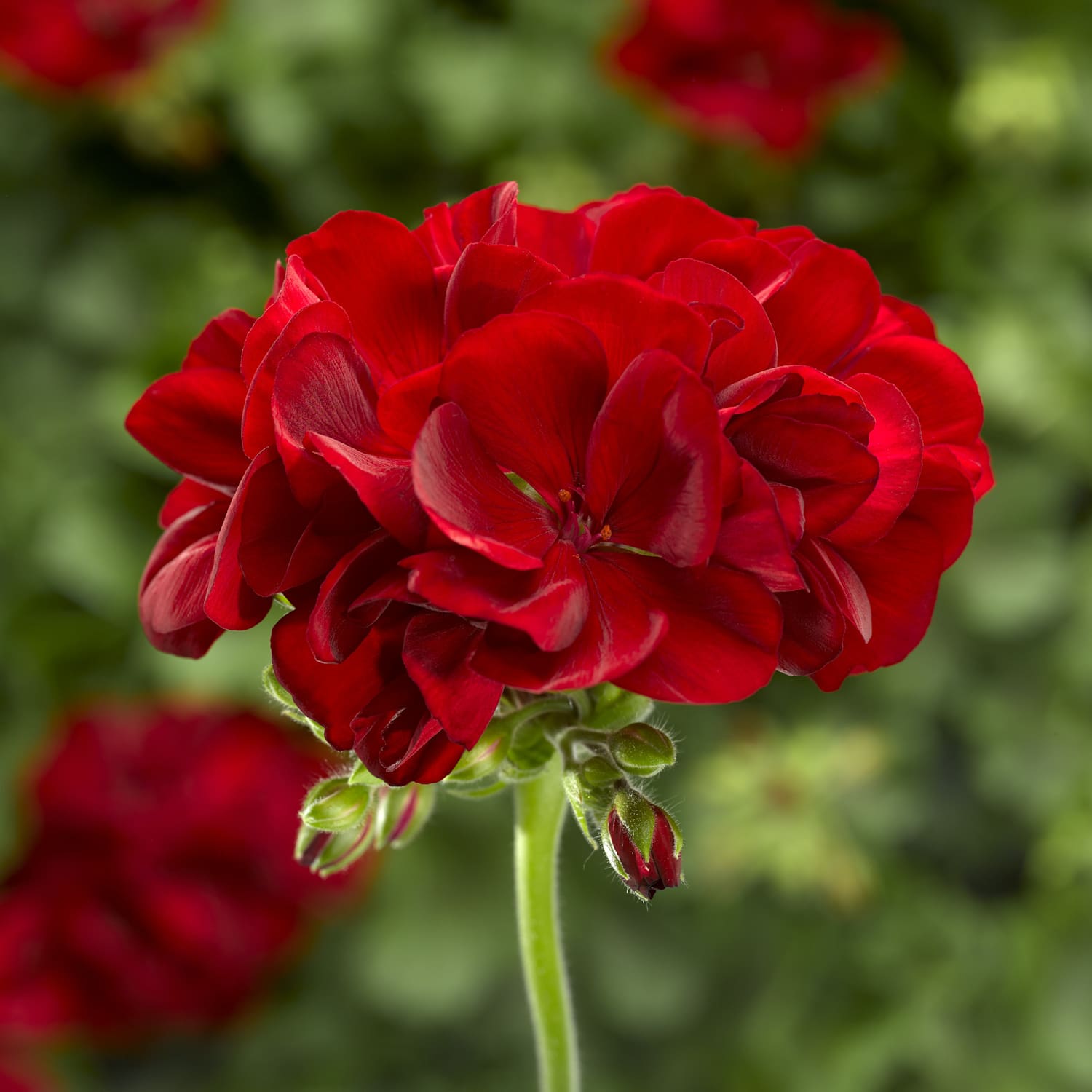 Red Flower Geranium - tyjsergdhj2