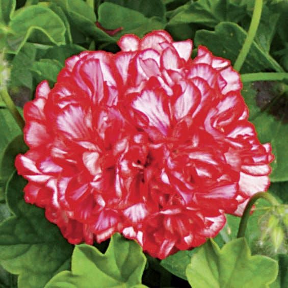 Ivy League Artic Red Ivy Geranium Plant Library Pahl�s