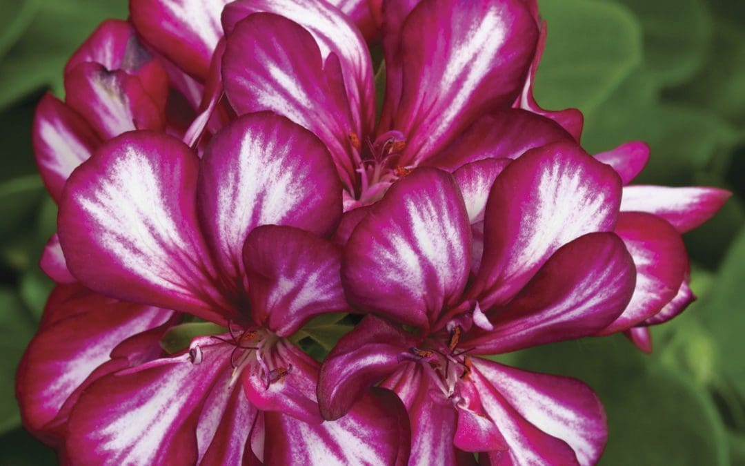 Geranium Ivy League Burgundy Bicolor (Sun)