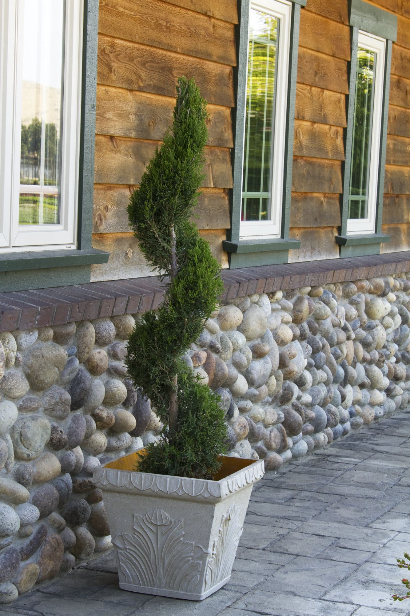 Mint Julep Juniper Pompon, Spiral, & Oriental Pompon Plant Library