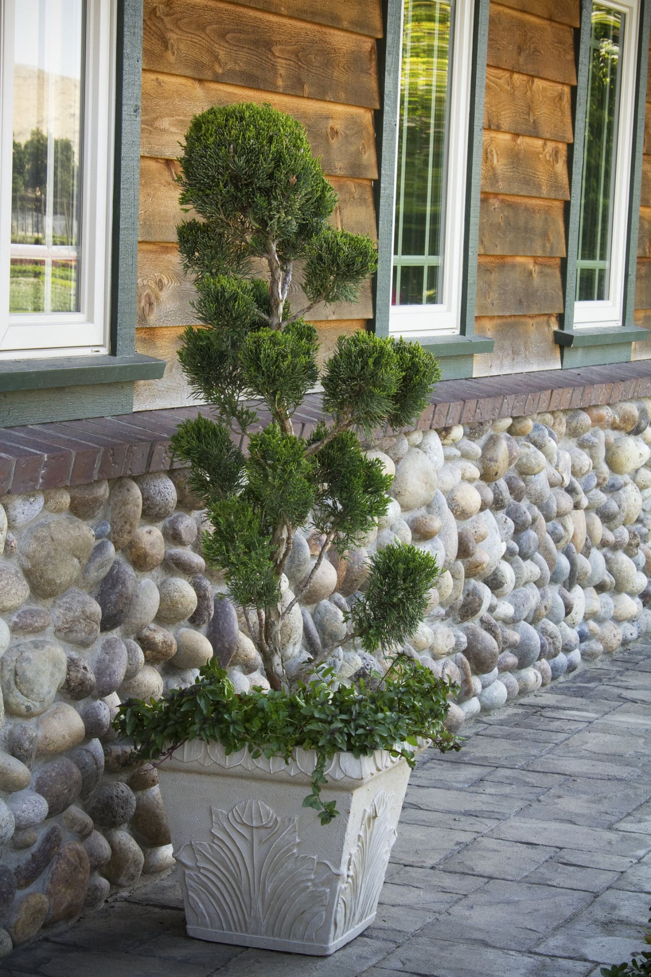 Mint Julep Juniper Pompon, Spiral, & Oriental Pompon Plant Library