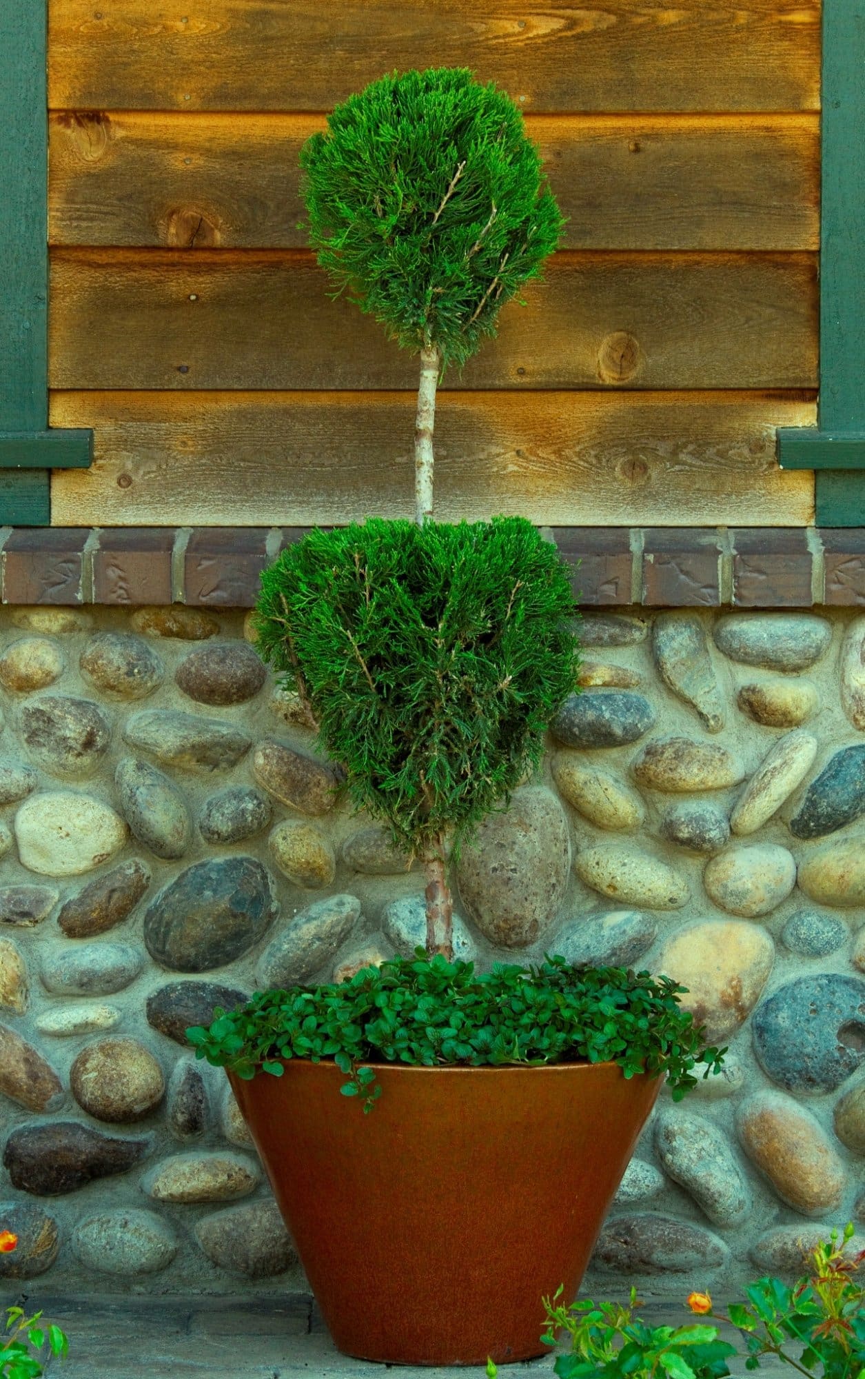 Mint Julep Juniper Pompon, Spiral, & Oriental Pompon Plant Library