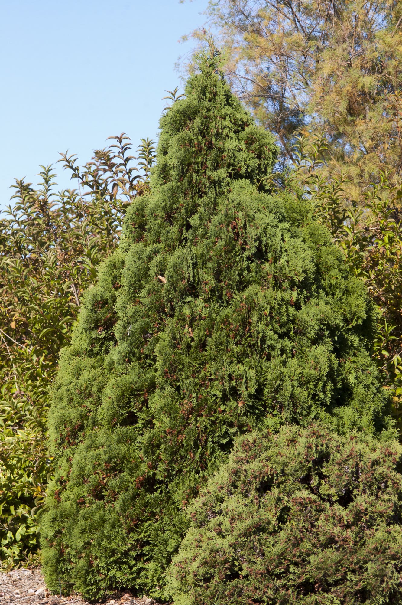 Holmstrup Arborvitae Plant Library Pahl's Market Apple Valley, MN