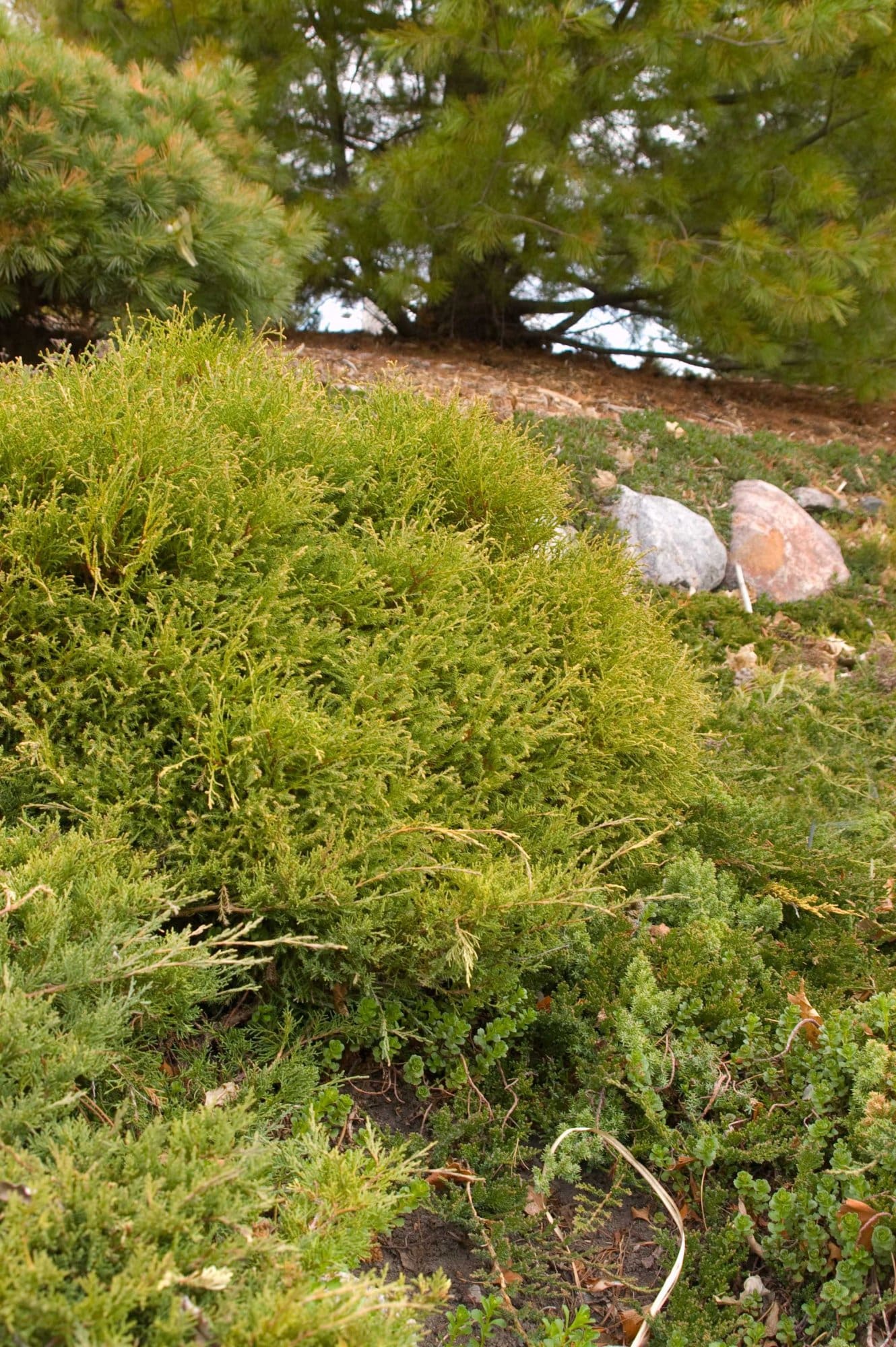 Mr. Bowling Ball Arborvitae Plant Library Pahl's Market Apple
