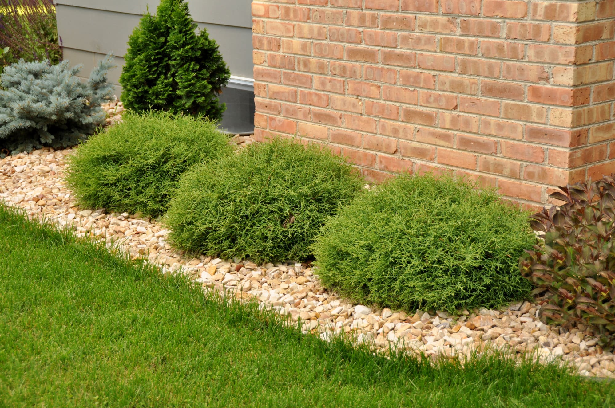 Mr. Bowling Ball Arborvitae Plant Library Pahl's Market Apple