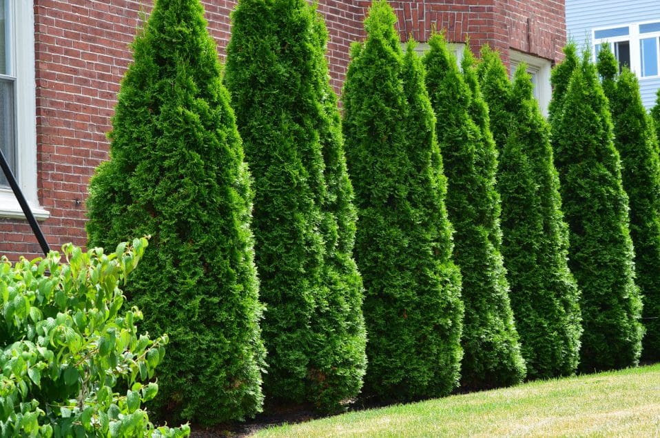 Pyramidal Arborvitae Plant Library Pahls Market Apple Valley Mn