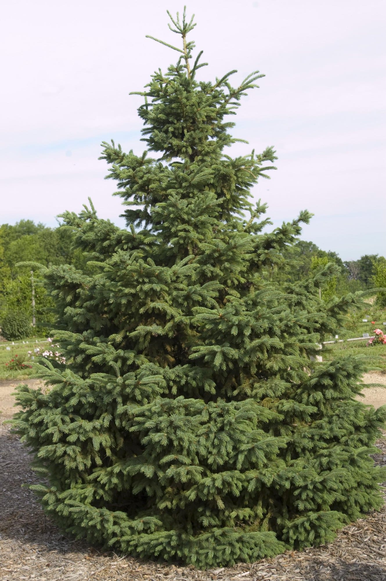 Black hills spruce pahl s market apple valley mn