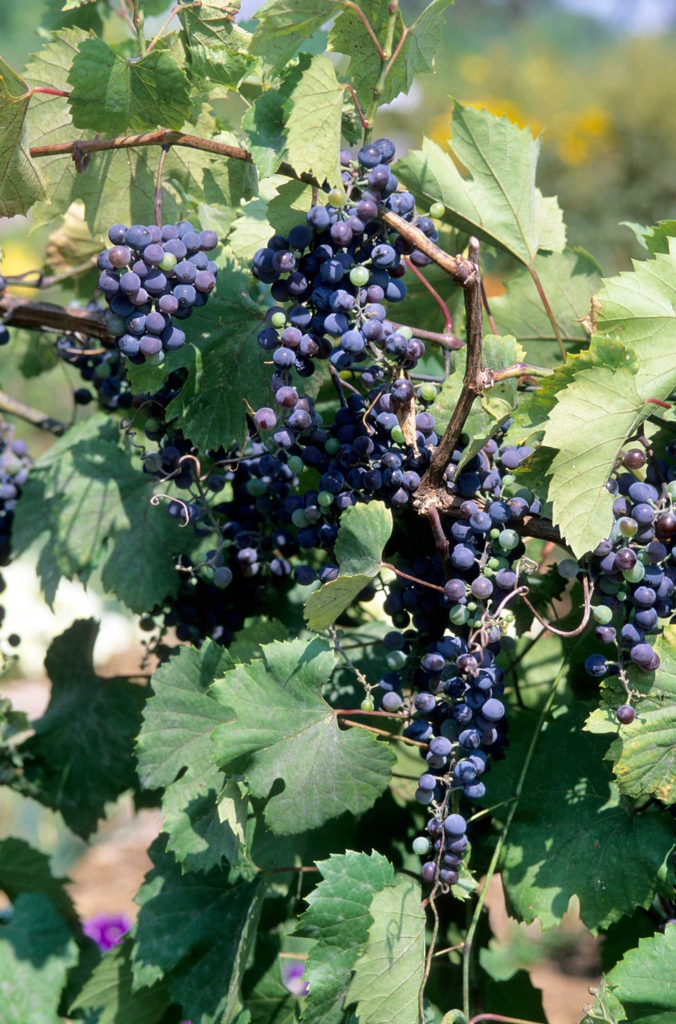 Frontenac Grape Pahl's Market Apple Valley, MN