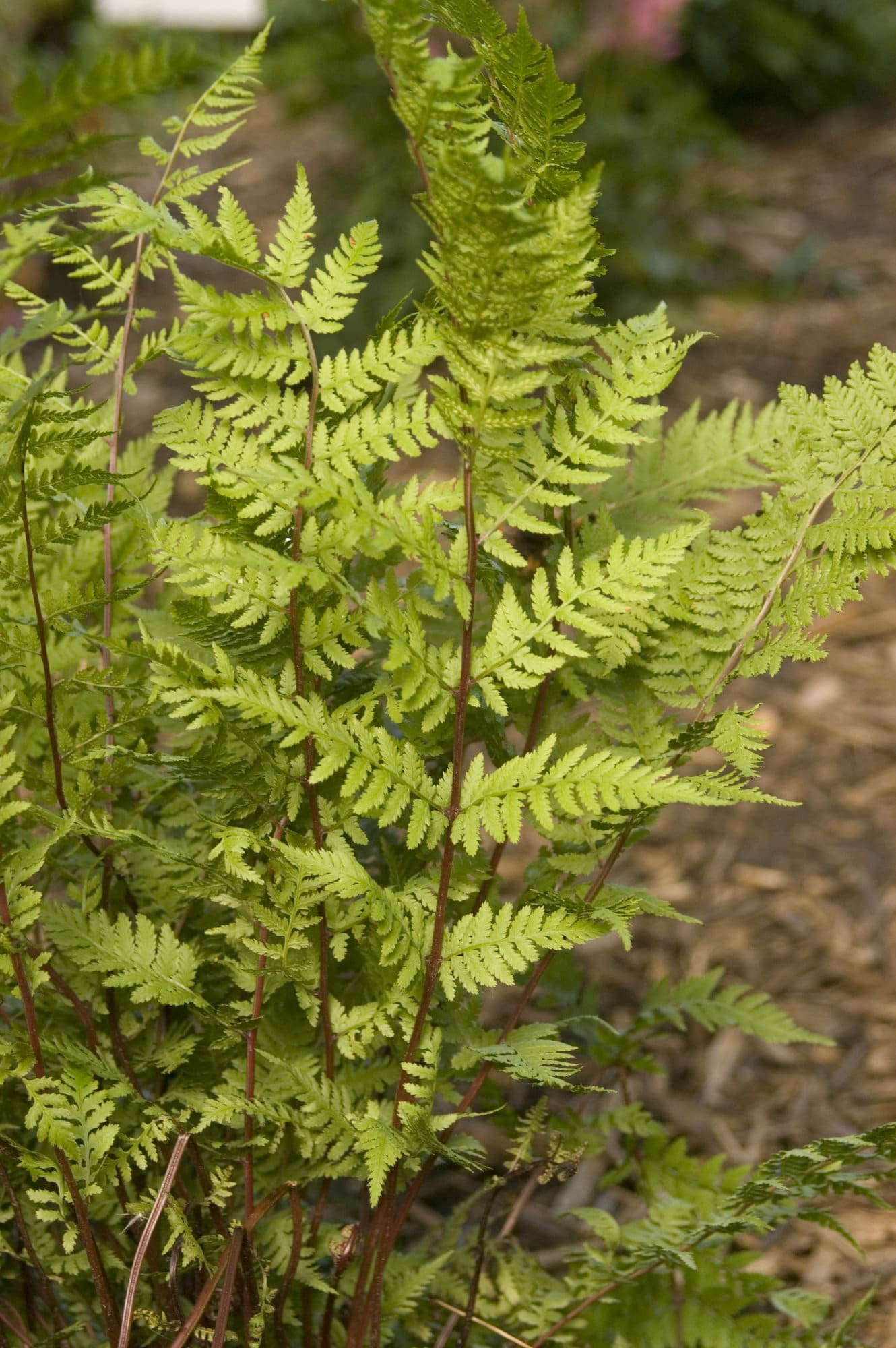 Lady in Red Fern Plant Library Pahl's Market Apple Valley, MN