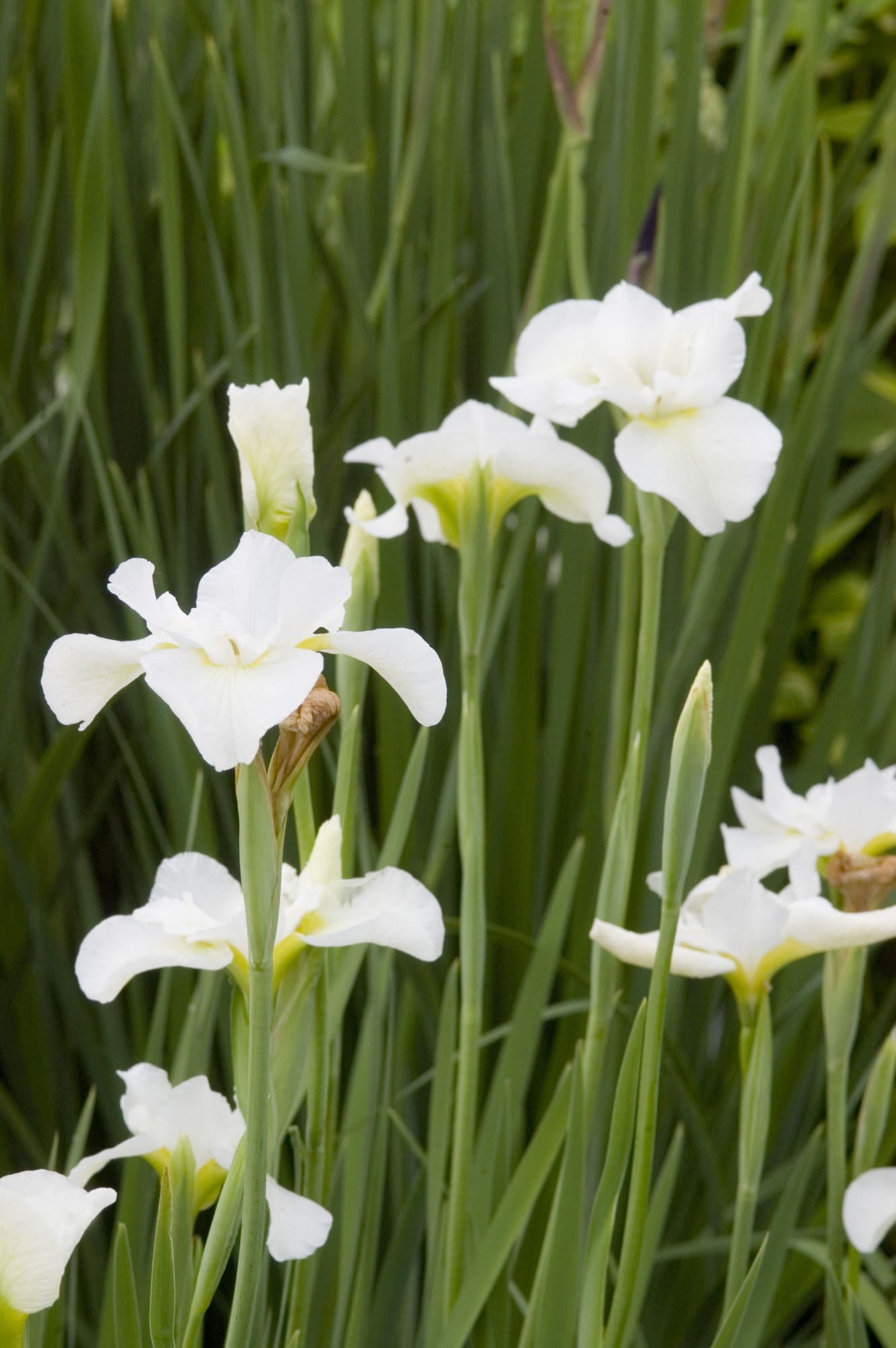 Butter and Sugar Siberian Iris - Plant Library - Pahl's Market - Apple