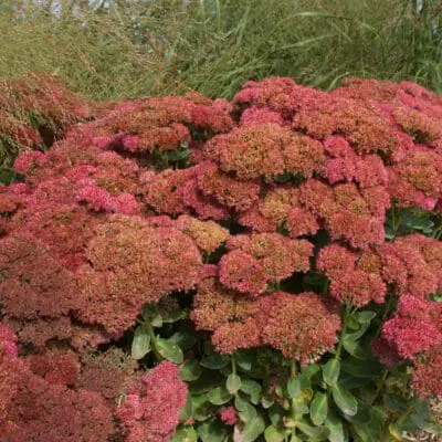 Autumn Fire Sedum