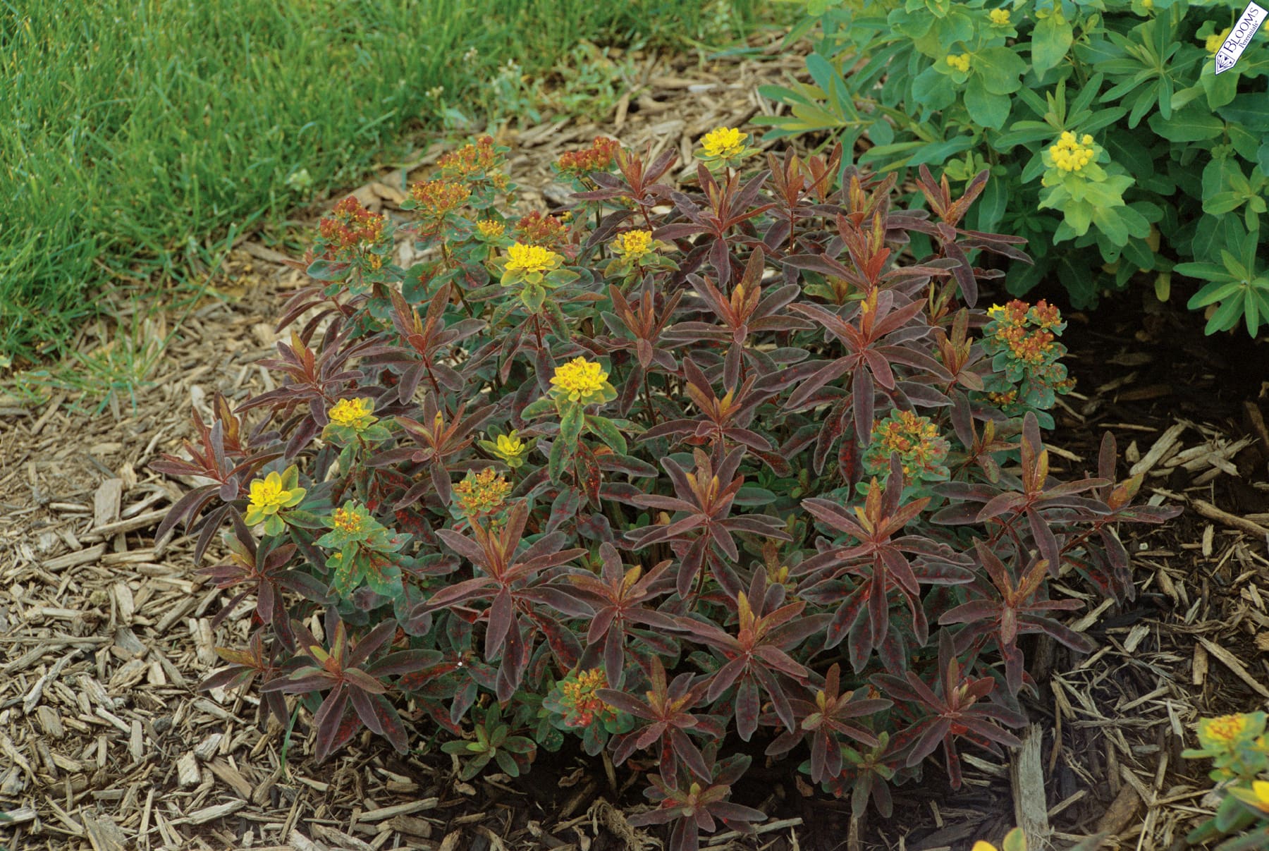 Bonfire Cushion Spurge - Plant Library - Pahl's Market ...