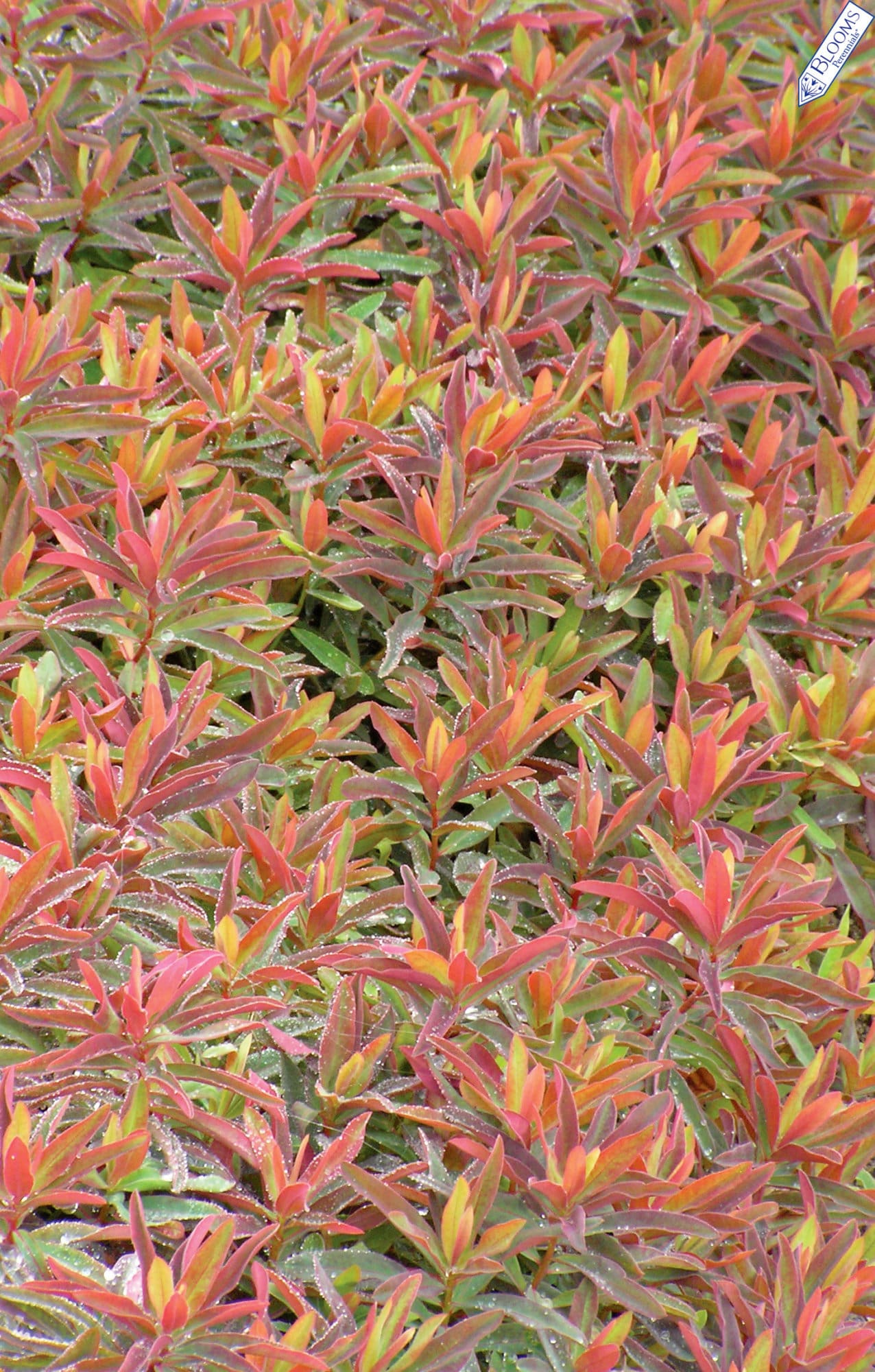 Bonfire Cushion Spurge Plant Library Pahl's Market Apple Valley, MN